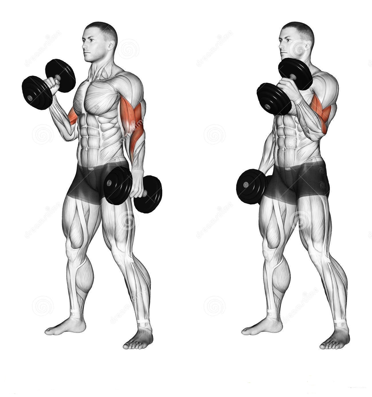 Hammer Curls