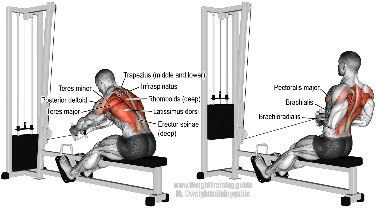 Seated Cable Rows