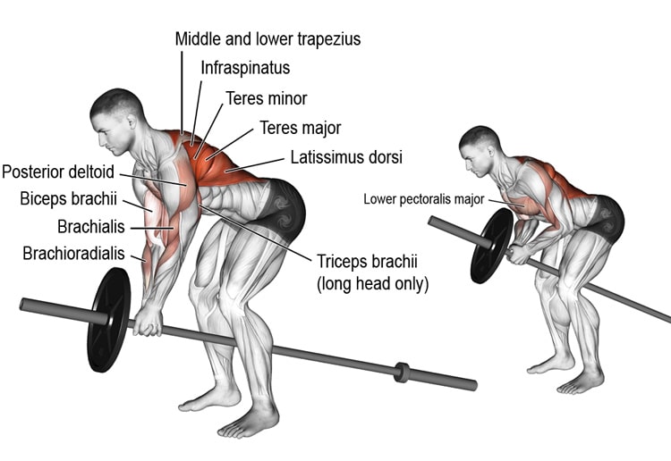 T-Bar Rows